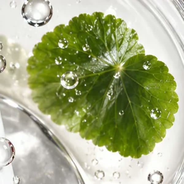 Hoja de centella asiática con gotas de agua